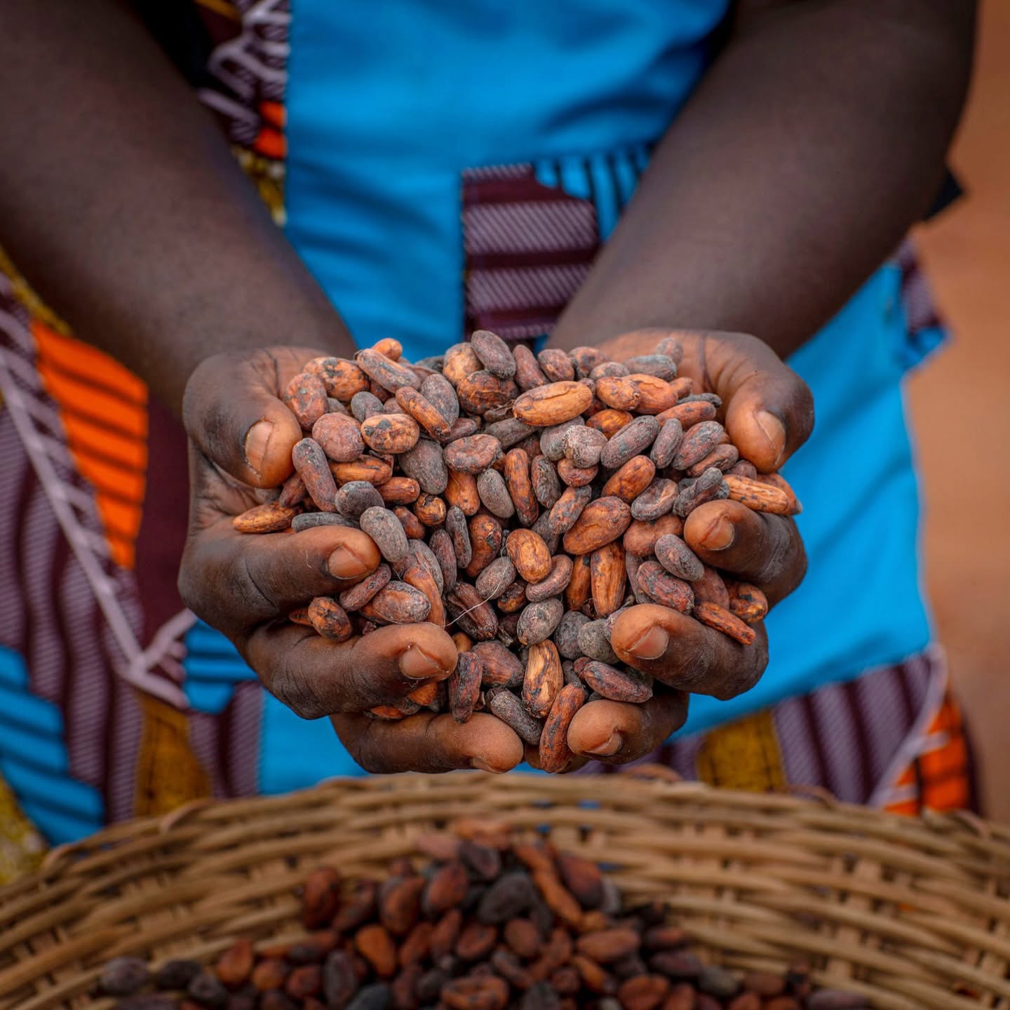 Organic Cocoa Beans, Cameroon from Cameroon